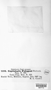 Uromyces polygoni-avicularis image